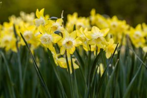 Daffodil Jonquilla Verdin